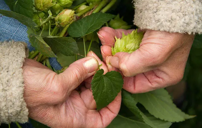 hops harvest