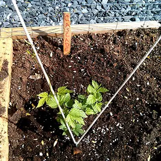 hops planting