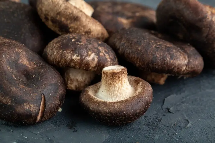 brewing with mushrooms