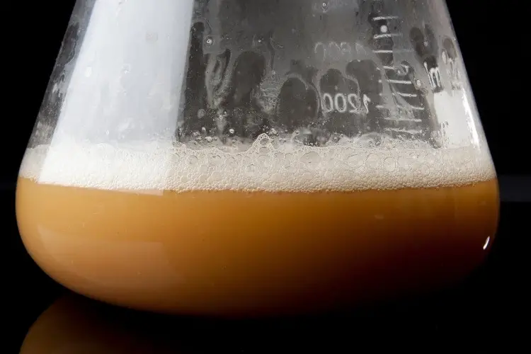 add more yeast