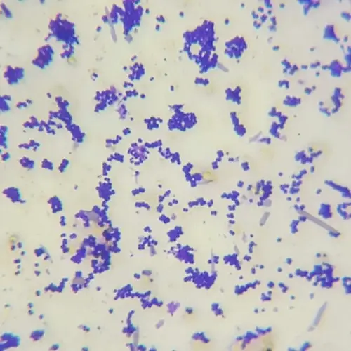 pediococcus