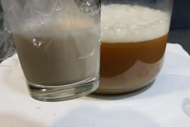rehydrated yeast ready to pitch
