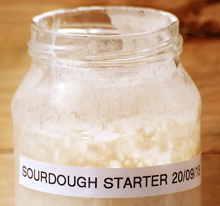 sourdough starter 