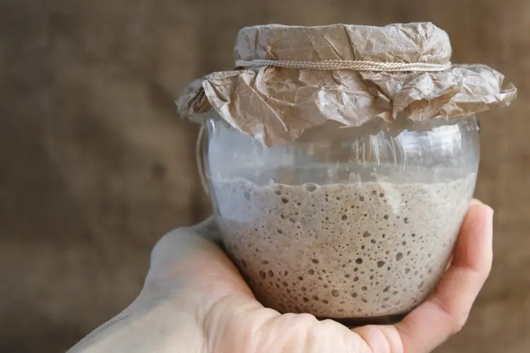 sourdough starter