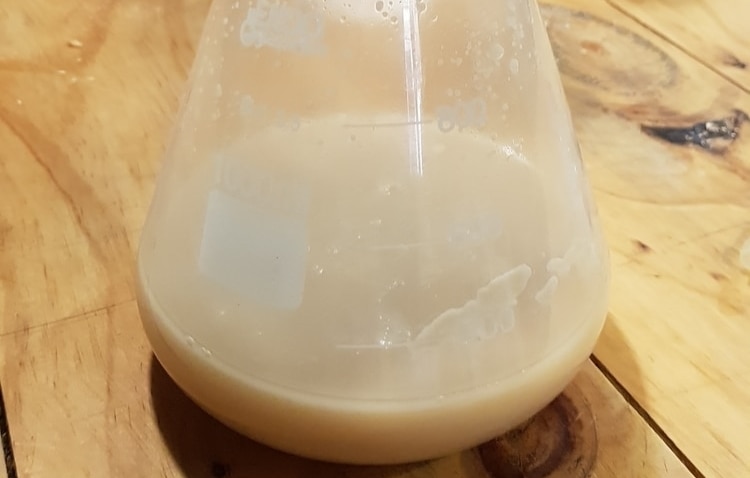 yeast starter