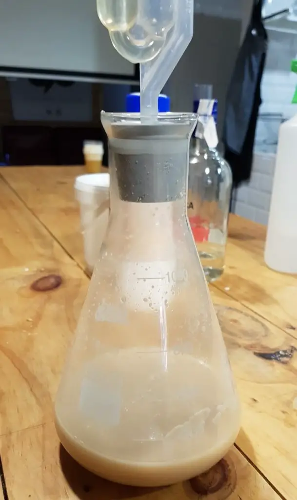 yeast starter